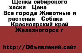 Щенки сибирского хаски › Цена ­ 12 000 - Все города Животные и растения » Собаки   . Красноярский край,Железногорск г.